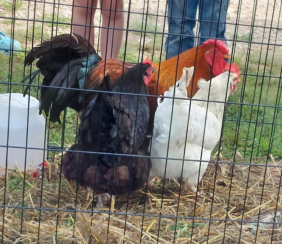 A black, a white and a brown chicken in a wire pen